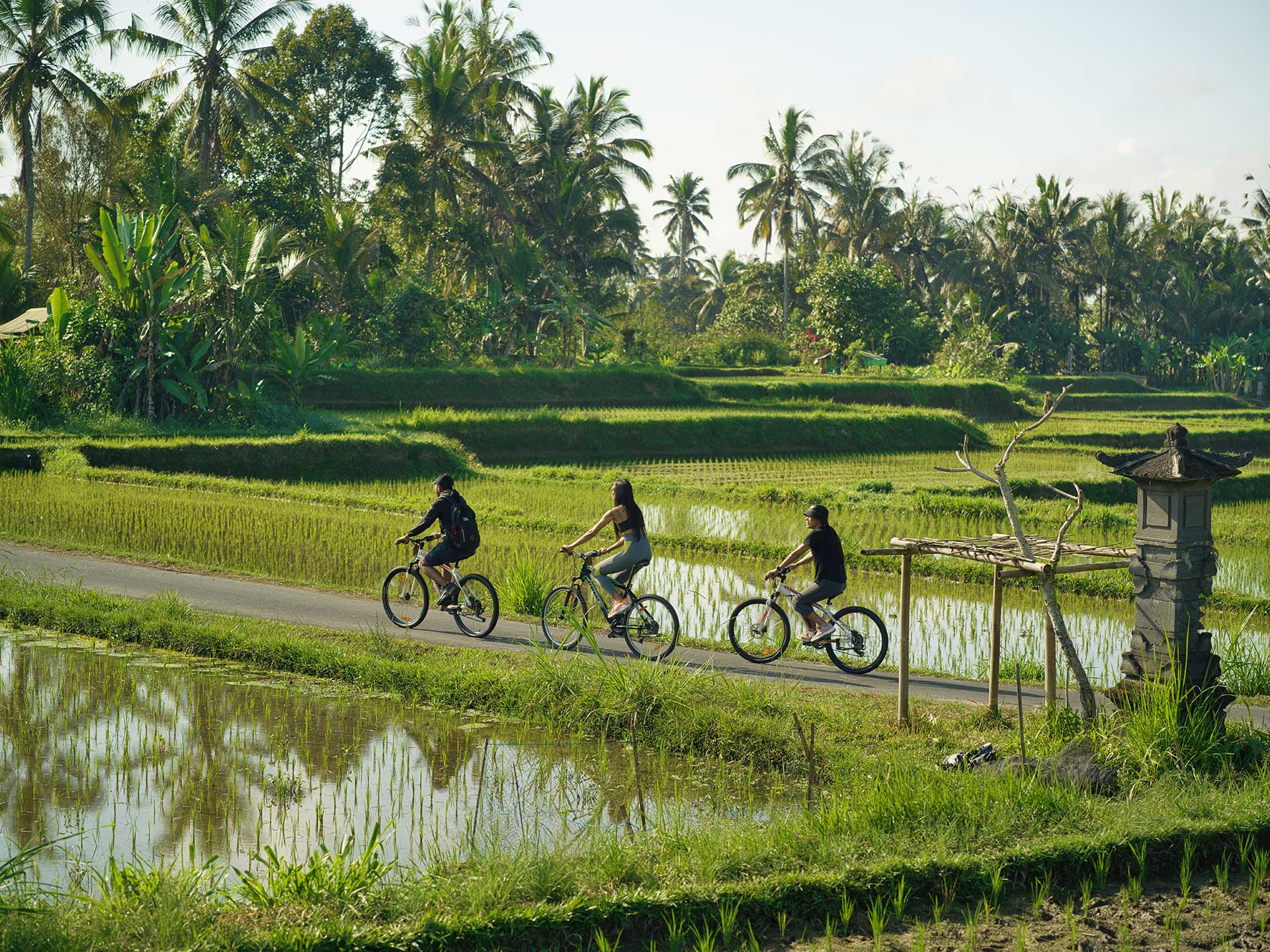 Bike Through the Rice Fields